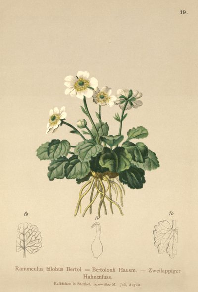 Bilobo Buttercup (Ranunculus bilobus, Ranunculus Bertolonii) af German School
