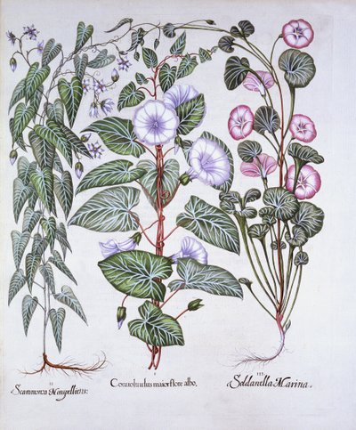 Bindweed, Dogs Bane og Sea Bindweed, fra Hortus Eystettensis, af Basil Besler (1561-1629), pub. 1613 (håndfarvet gravering) af German School