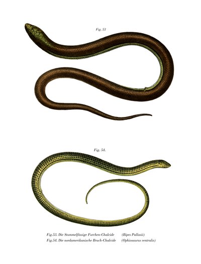 Bips Pallasiki (Color Litho) af German School