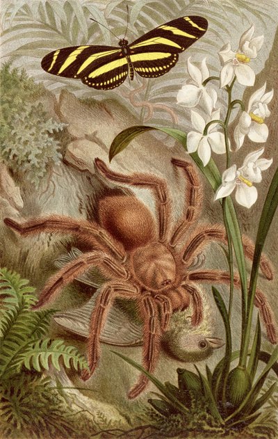 Fugleedderkop, tallerken fra Brehms Dyreliv: Generel viden om dyreriget, bd. 9, s.698, udgivet af Bibliografisk Institut, 1892 af German School