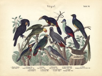 Fugle, ca. 1860 af German School