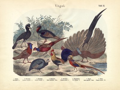 Fugle, ca. 1860 af German School