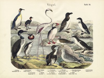 Fugle, ca. 1860 af German School