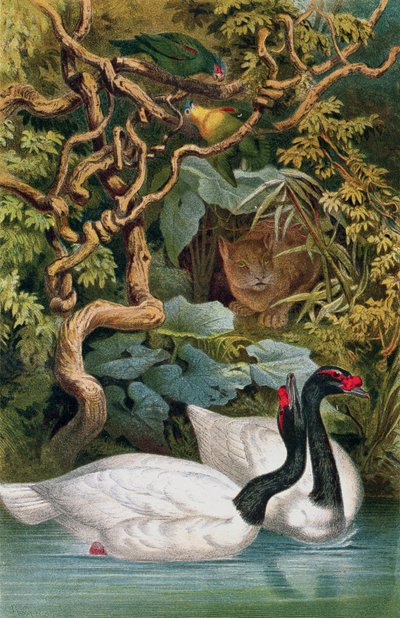 Black-necked Swan, tallerken fra Brehms Tierleben: Allgemeine Kunde des Tierreichs, vol.6, s.598, udgivet af Bibliographisches Institut, 1892 af German School