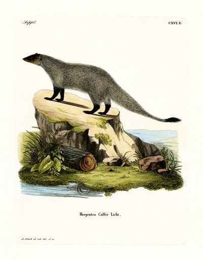 Sortfodet Mongoose (farvet indgravering) af German School