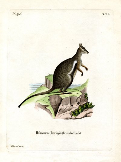 Black-footed Rock-wallaby (farvet gravering) af German School