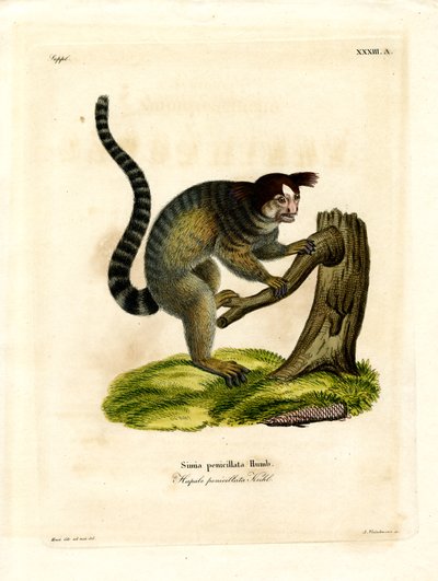 Sorttuftet marmoset (farvet gravering) af German School