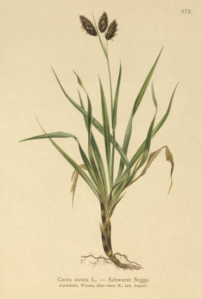 Sort alpesedge (Carex atrata) af German School
