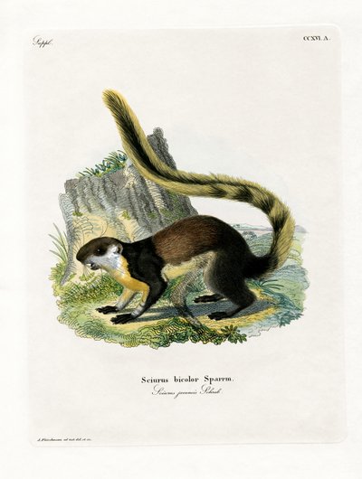 Sort kæmpe egern (farvet gravering) af German School