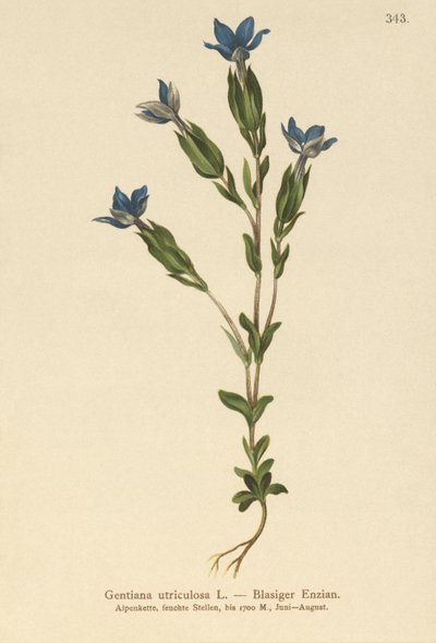 Blære-ensian (Gentiana utriculosa) af German School