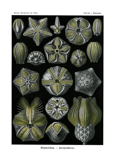 Blastoidea, 1899-1904 af German School