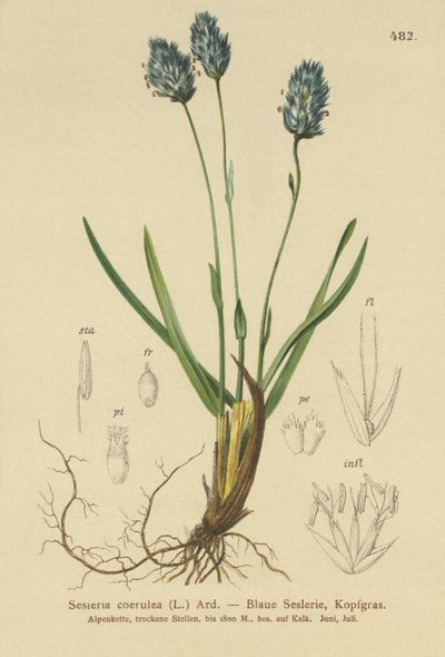 Blå hedelyng (Sesleria caerulea, Sesleria uliginosa) af German School