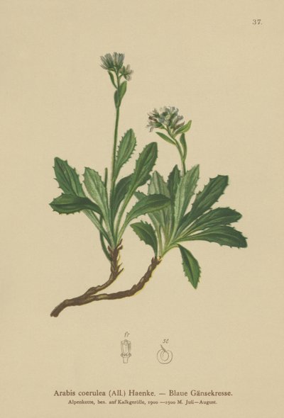 Blå murkarse (Arabis caerulea, Arabis coerulea) af German School