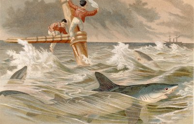 Blåhaj, tallerken fra Brehms dyreliv: almen viden om dyreriget, bind 8, s.438, udgivet af Bibliografisk Institut, 1892 af German School