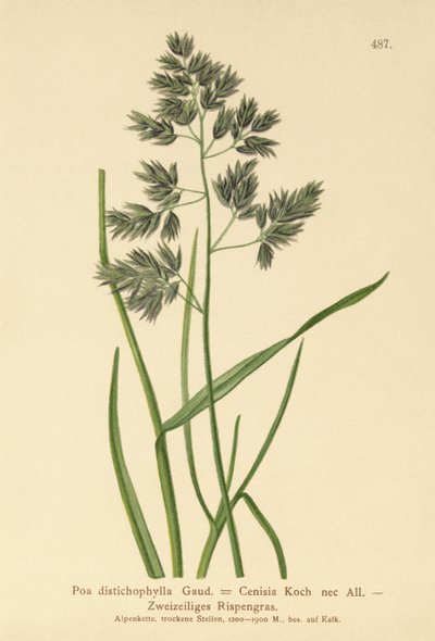 Almindelig rajgræs (Poa distichophylla, Poa Cenisia, Poa contracta, Poa fontqueri, Poa oreophila, Poa psychrophila) af German School