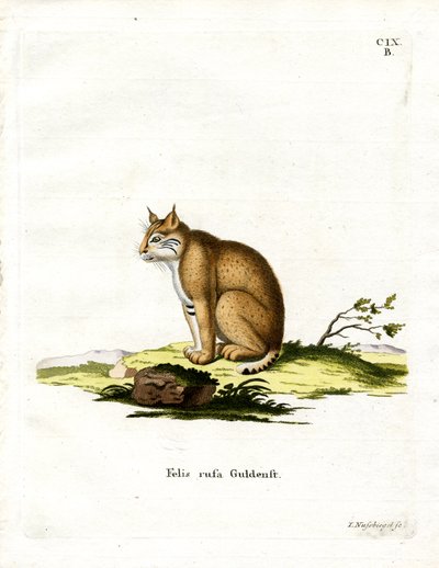 Bobcat (farvet gravering) af German School