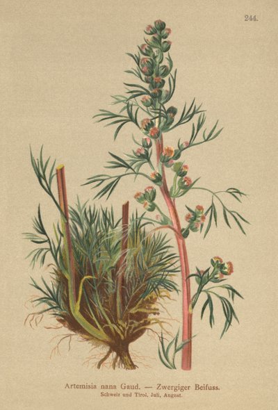 Boreal malurt (Artemisia nana, Artemisia borealis) af German School