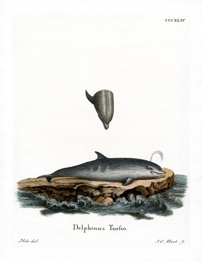 Delfin med flaskenæse (farvet indgravering) af German School