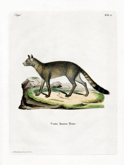 Brazilian Fox (farvet gravering) af German School