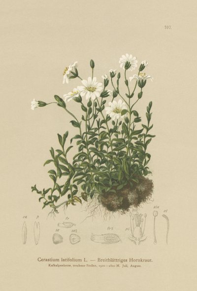 Bredbladet museøre (Cerastium latifolium) af German School
