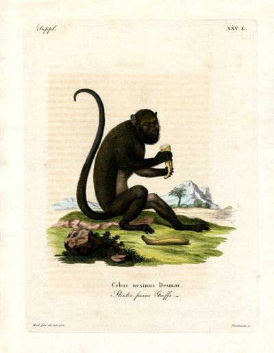 Brown Howler (farvet gravering) af German School