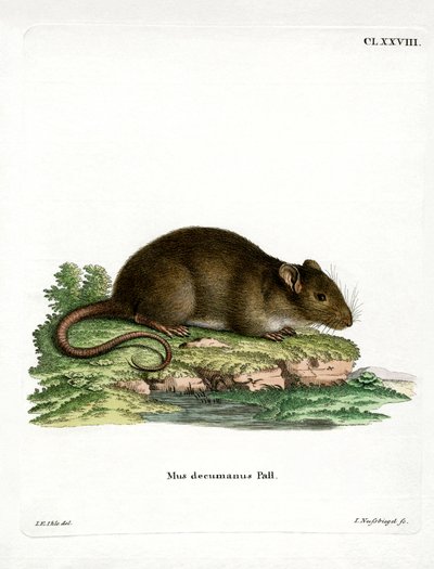 Brun rotte (farvet gravering) af German School