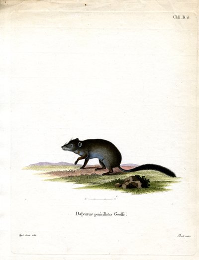 Brush-tailed Phascogale (farvet gravering) af German School
