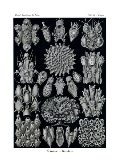 Bryozoa, 1899-1904 af German School