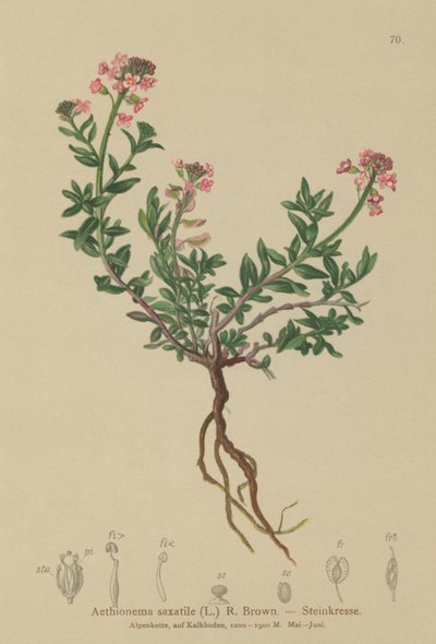 Brændt slikhat (Aethionema saxatile, Thlaspi saxatile) af German School