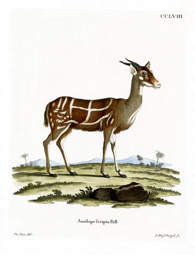 Bushbuck (farvet gravering) af German School