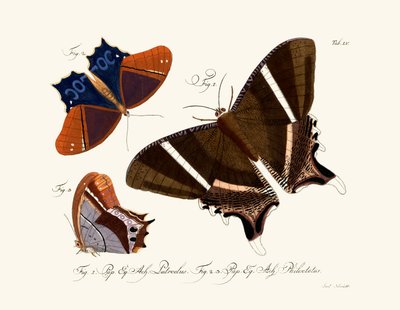 Sommerfugle af German School