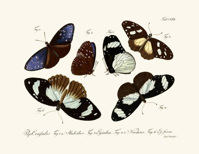 Sommerfugle af German School