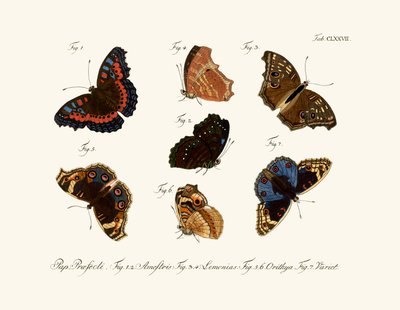 Schmetterlinge von German School