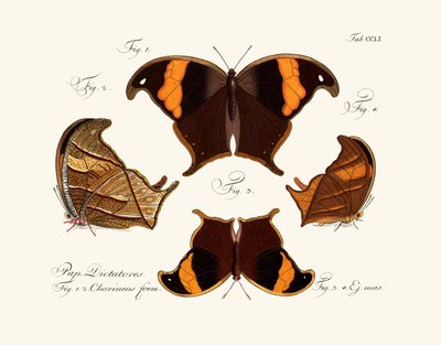 Sommerfugle af German School