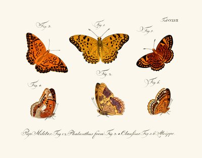 Sommerfugle af German School