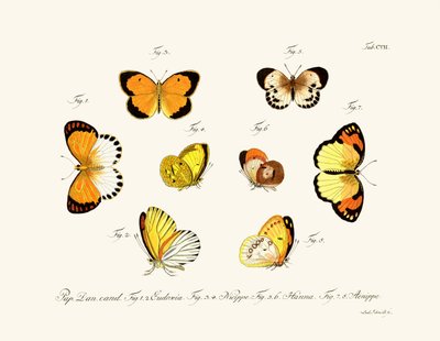 Sommerfugle af German School