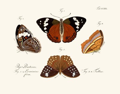 Sommerfugle af German School