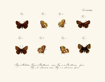 Sommerfugle af German School