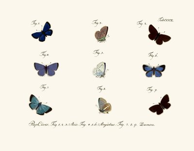 Sommerfugle af German School