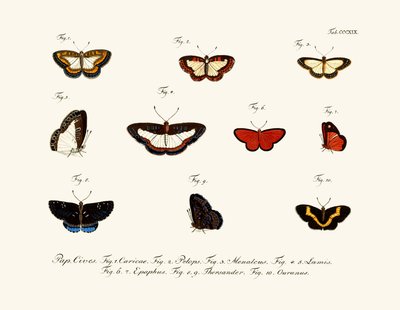 Sommerfugle af German School