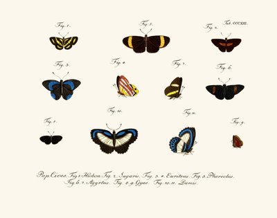 Sommerfugle af German School