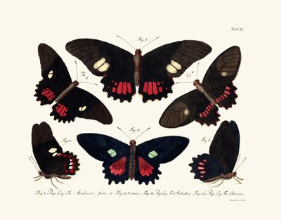 Sommerfugle af German School