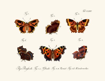 Sommerfugle af German School