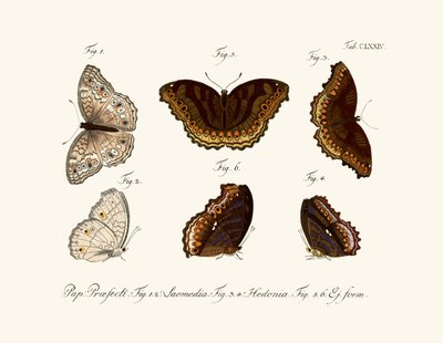 Sommerfugle af German School