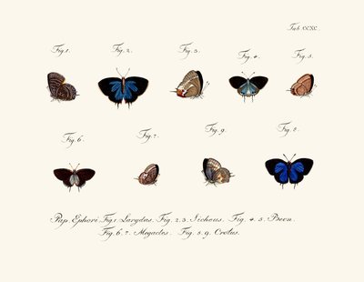 Sommerfugle af German School