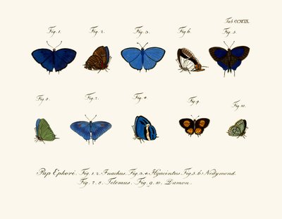 Sommerfugle af German School