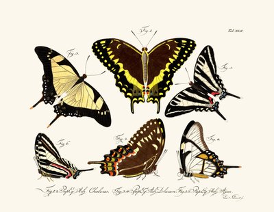 Sommerfugle af German School