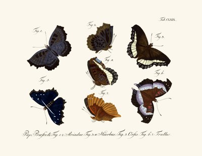 Sommerfugle af German School