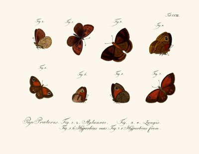 Sommerfugle af German School