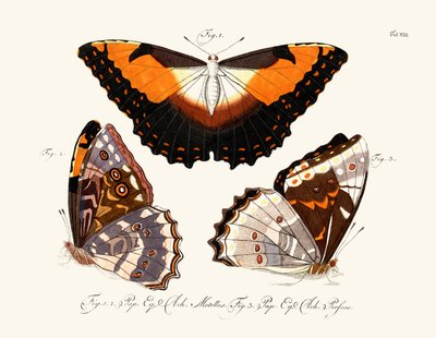 Sommerfugle af German School